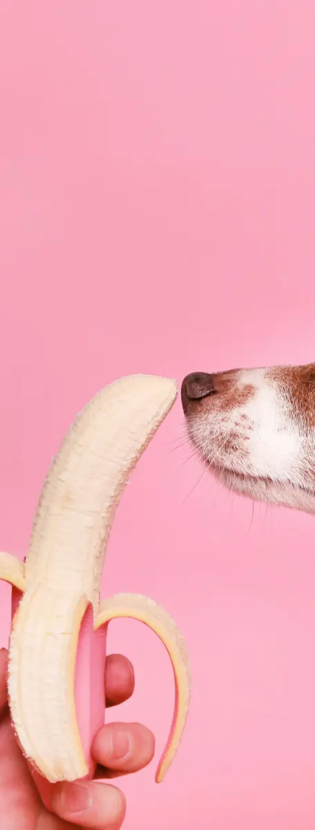 hond met banaan